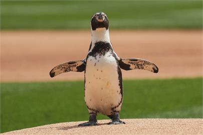 MLB(影)/宣揚「世界海洋日」理念 白襪主場神秘貴賓開球模樣超可愛