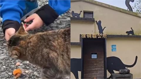 昔200隻「只剩30隻」猴硐貓村拉警報！他曝3原因遊客嘆：也算好事