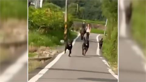 羅威那犬直直撞! 民眾投訴馬場「狗未繫繩」嚇到人