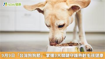 9月9日「台灣狗狗節」 掌握3大關鍵守護熟齡毛孩健康