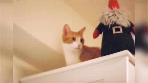 貓奴時代來臨！犬貓飼養人口暴增　台灣社會「貓經濟」看漲