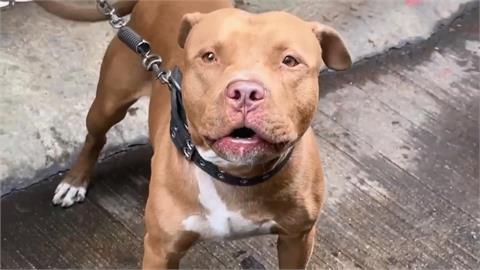 這裡更恐怖！移工躲警闖民宅　糗遇「比特犬」嚇壞遭逮