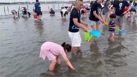 海蛤數量減！連採收都不夠買　彰化超夯摸蛤活動取消