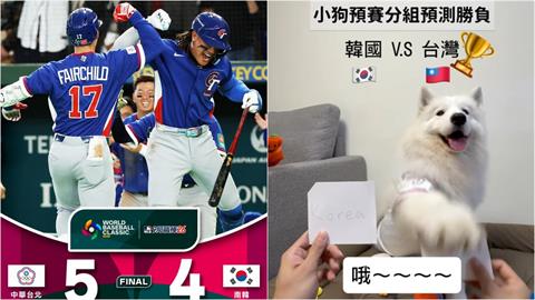 經典賽／台灣隊2勝2敗「4局預測全命中」！網紅薩摩耶吸百萬人朝聖：台灣神犬