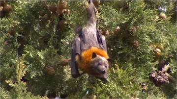 澳洲飆40度高溫 植物園蝙蝠熱暈摔地上