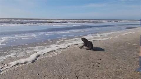 小海獅遭塑膠垃圾割傷喉嚨　獲救養傷已痊癒！重返大海