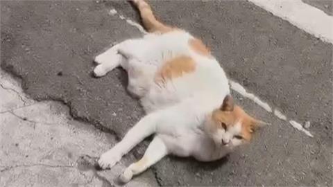 「人瑞級」店貓曬太陽突遭女抱走　飼主心碎發文「把全家還給我們」