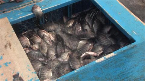 中國低價傾銷庫存！　　台灣鯛批發價崩盤　每公斤57.7元