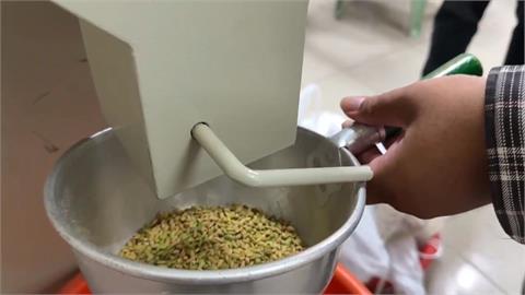 「鳳凰」來勢洶洶稻農連夜搶收　西螺農會：乾燥廠２４小時不打烊