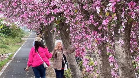 超美！雲林虎尾木棉花大道綿延2公里　土庫羊蹄甲花大爆發