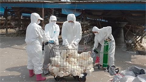金門發現首例H9N2禽流感　全場4551隻雞撲殺清消
