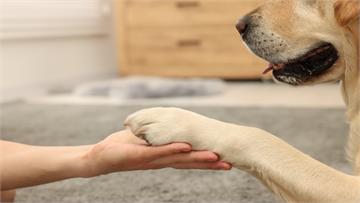 當心狗狗「趾間炎」警訊！專家帶你認識5種徵兆+5大護理方法