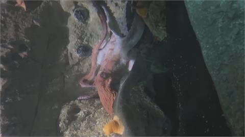 美國男童遭章魚吸住留傷痕　德國養鱷魚當寵物