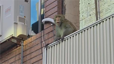 人猴對峙! 高雄市區"獼猴連3天逛大街" 遭麻醉槍捕獲