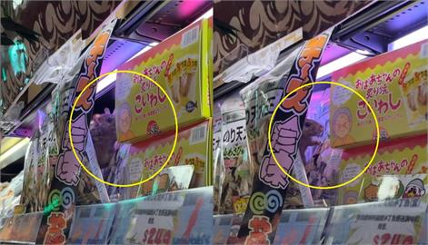 快新聞／料理鼠王又來了？　民眾直擊「這店家」貨架上有老鼠