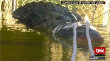體重高達600公斤！ 澳洲北部捕獲4.7公尺巨鱷