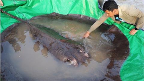 湄公河大物！柬埔寨捕獲300公斤巨型魟魚　10多人合力拉上岸