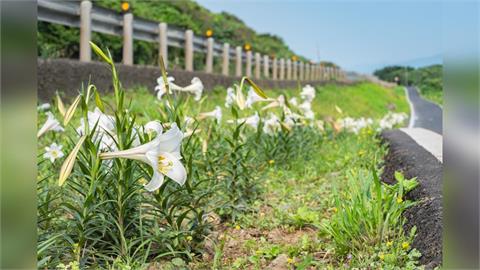 臺灣百合綻放青春山海線　新北推百合復育重現純白花海