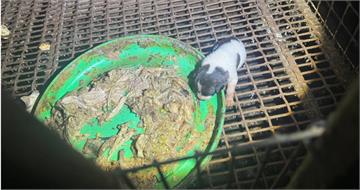 離譜動保處3／狗脫離繁殖場卻進神秘園區終生監禁　官員忘開罰爽到飼主