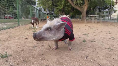 巴西訓犬師得力助手竟是小豬！　溫柔魅力成網路當紅豬