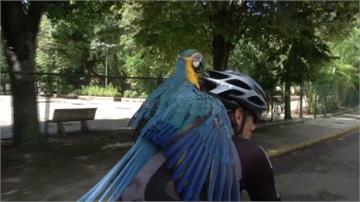 騎自行車遛寵物 委內瑞拉金剛鸚鵡吸睛