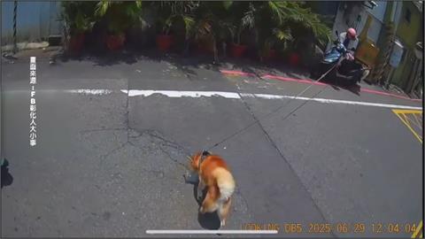 嚇！彰化阿柴闖車陣險被撞　飼主用「這東西」專家喊母湯