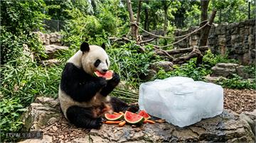 熱浪席捲中國西安　動物園貓熊吃冰消暑萌樣曝光