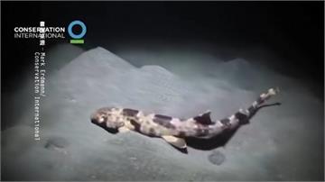 澳洲北部海域新發現！鯊魚竟用「魚鰭」走路