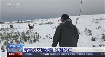 新疆多地突降大雪 阻斷道路凍死近500隻羊