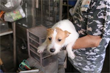 46隻毛小孩需要家！繁殖場救援品種犬隻限期開放認養