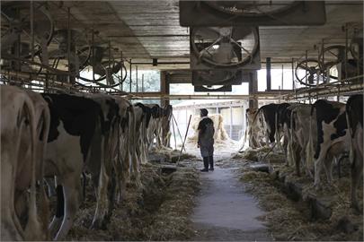 能登強震重災區沒水沒電　酪農被迫賣掉40頭乳牛