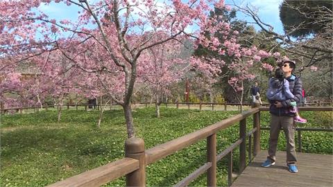 賞櫻了！阿里山櫻花季開跑　櫻王含苞待放三月底盛開