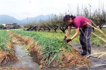 力求農業創新！「颱風來」防災預警強化  