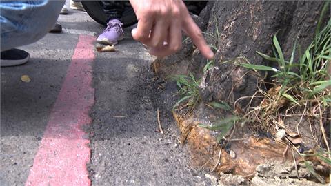 新北土城柏油蓋住路樹植穴　護樹團體控新北市府”虐樹”