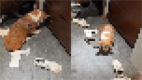 柯基遭手搖店老闆「揮棍喊去S」！網氣爛檢舉「議員怒出手1事」他慘了