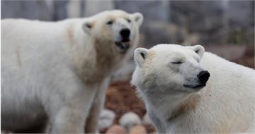 加拿大男專注拍眼前北極熊　遇另一隻埋伏！慘遭2熊夾擊身亡