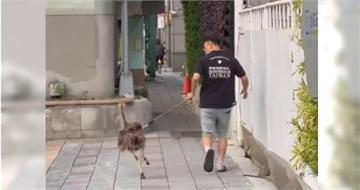 不是貓狗！台北信義區有人「遛鴕鳥」　網心動：想買一隻送閨蜜