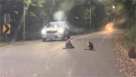 宜蘭五峰旗風景區「孩童受困車內」　警趕往救人遇「猴」擋路