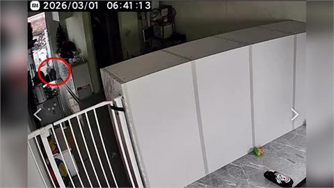 壽山台灣獼猴闖空門大鬧! 屋主持長棍威嚇竟反遭"巴頭"