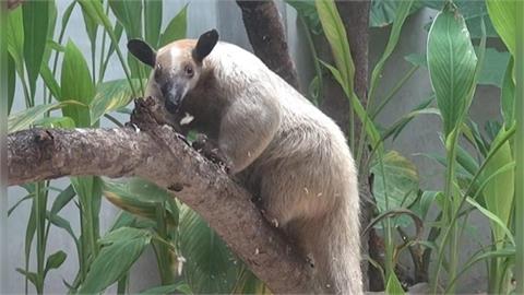 快新聞／北市動物園夜行性「黑妞」脫逃　園方急PO照籲市民協尋