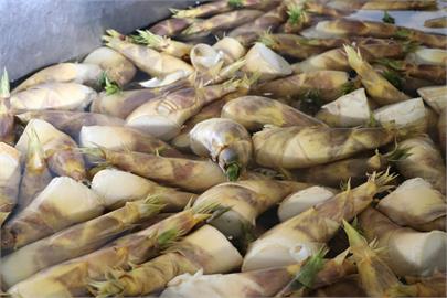 綠竹筍嚐鮮正當時　農糧署教挑「白彎矮肥」