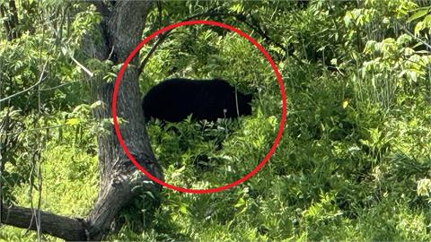 快新聞/熊害不停!秋田縣再傳1人喪命 知事今請求自衛隊協防