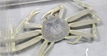 「全白松葉蟹」驚喜現身！遊客衝水族館搶看　專家曝：超罕見