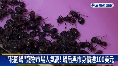 蟲蟲商機！中國男帶「2千隻花園蟻」　藏行李想走私　肯亞機場落網