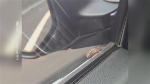 「壁虎哥」搭便車上國道　破百車速下展現超狂吸力