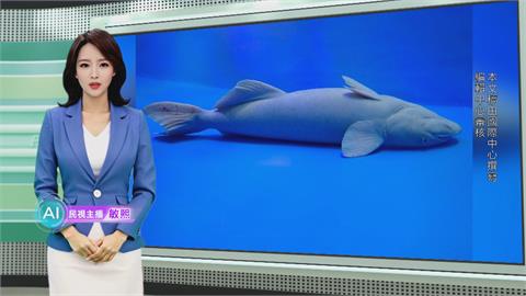 敏熙報氣象／強迫減重心情差　日本水族館巨型魚「躺平」
