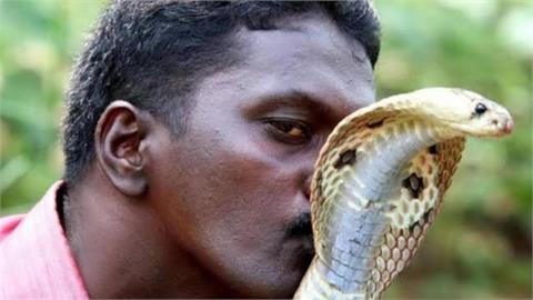 印度「捕蛇教父」遭眼鏡蛇攻擊！狠咬畫面曝光「心臟功能只剩20％」