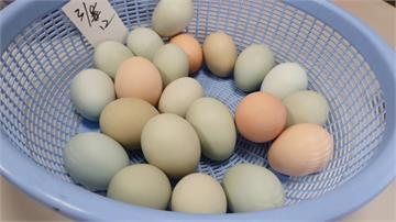 號稱10倍營養！「養生」烏骨雞 日產200顆雞蛋供不應求