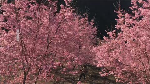 桃園角板山梅花綻放5成　竹霞喀羅古道富士櫻2月盛開