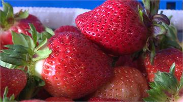 台灣草莓又有新品種！「戀香」預計年底夢幻上市